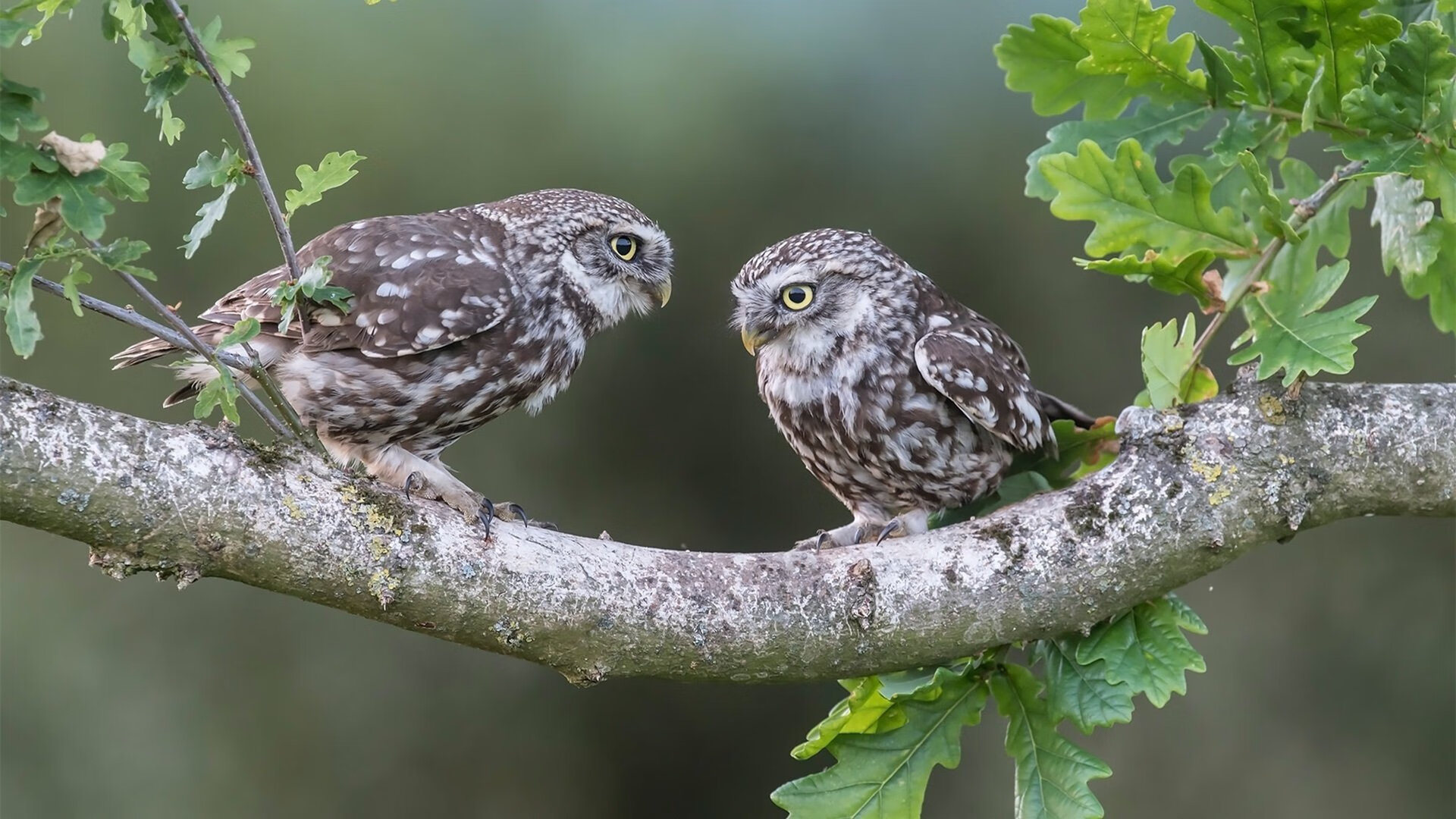 光明记忆“未来之战”跨界联赛正式启动,未来之战世界活动时间