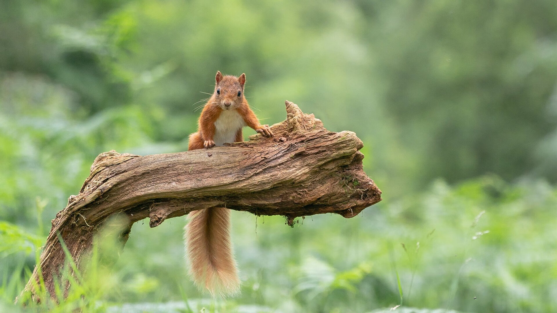德甲俱乐部青训成果丰硕,德甲青训体系