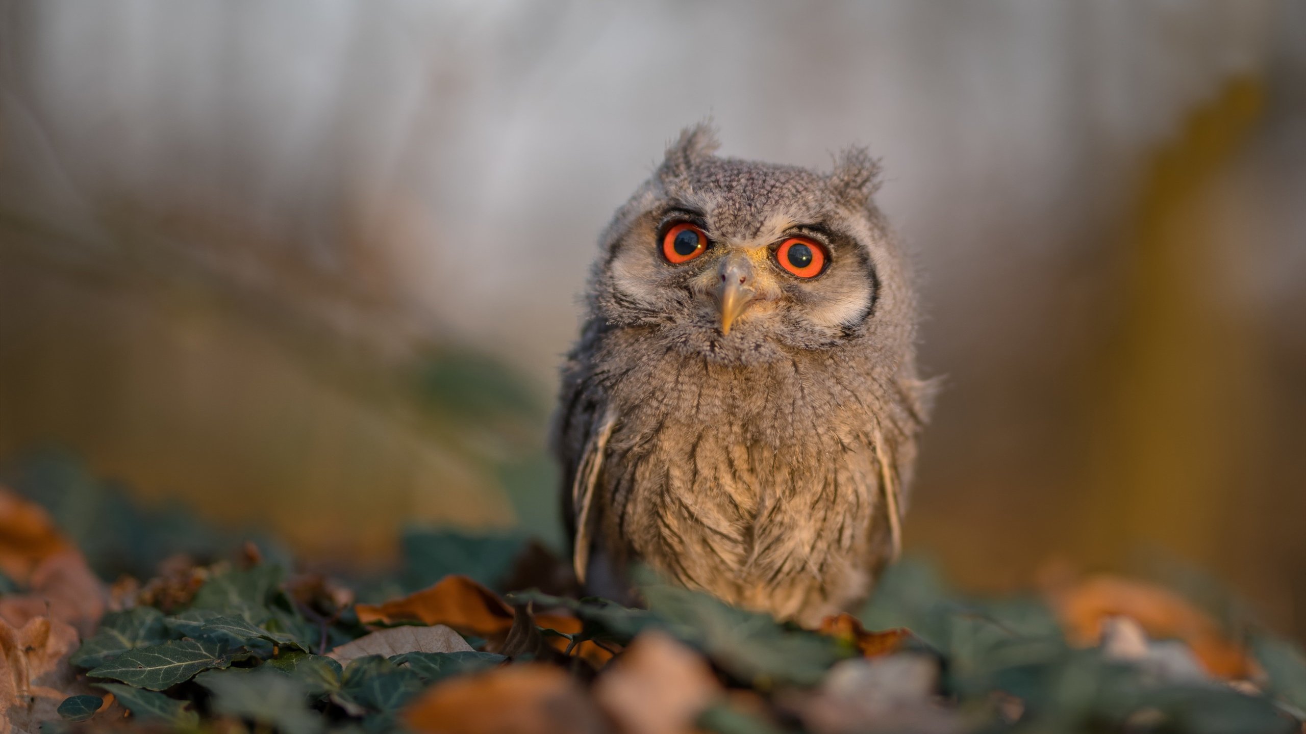 葡萄牙骑手吉尔贝托·费利佩在2024年全国工作马术锦标赛中以“Morante”马匹获得大师组铜牌,表现出色。