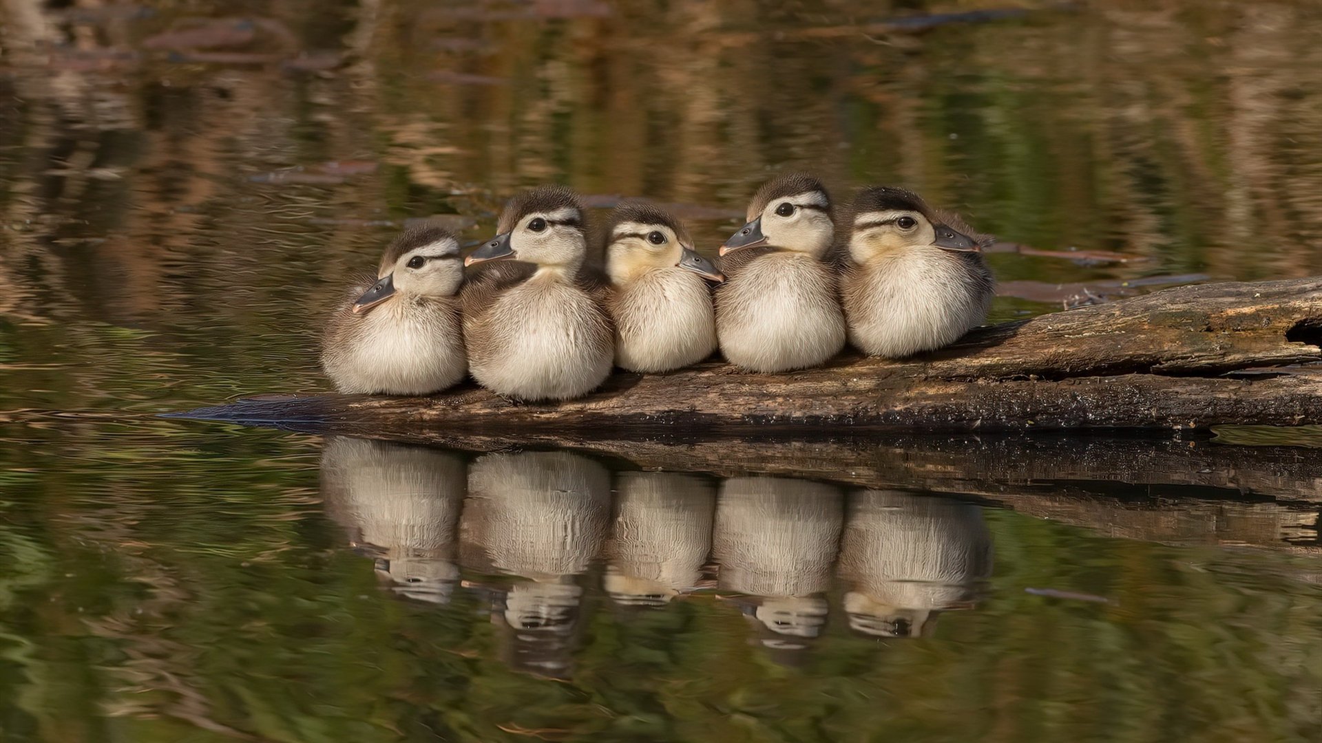 克罗地亚队在巴黎奥运会手球比赛中以30_29战胜日本队,克罗地亚比赛视频