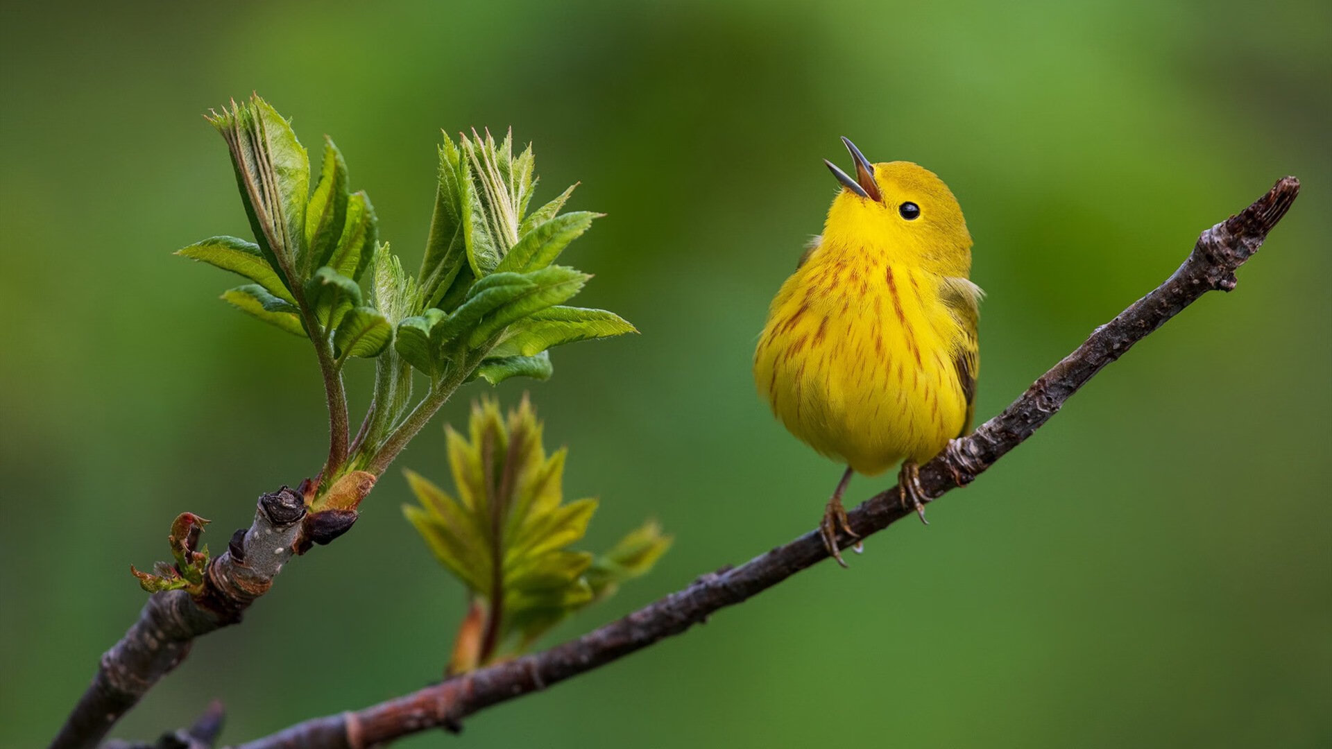 爱游戏电竞官网-巴黎客场大胜图卢兹，全取三分稳坐次席，巴黎vs图卢兹
