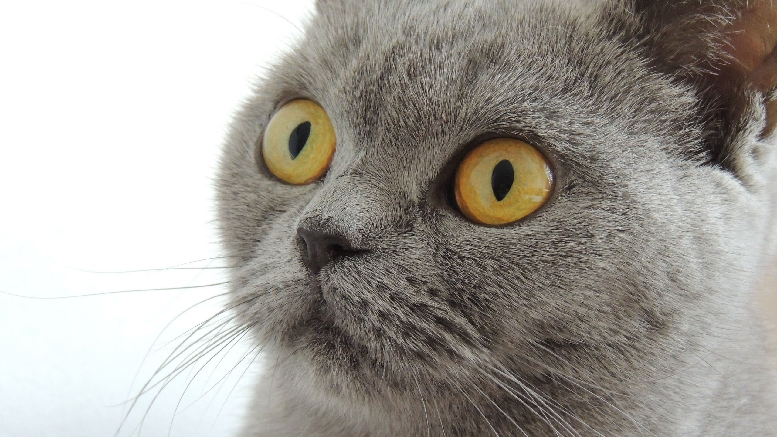 爱游戏体育APP下载-格拉纳达终止连胜，实现翻身胜利，格拉纳达转会