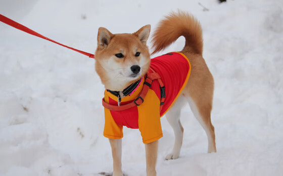 重要比赛中球队表现抢眼,近期球队表现一般参考多少场比赛的成绩