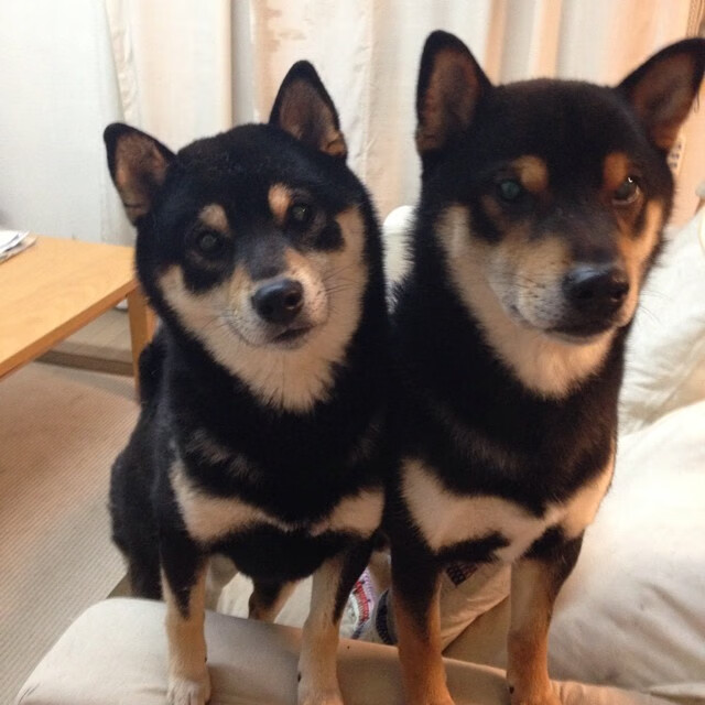 世界青年排球锦标赛中国男女队奋勇争先，世界青年女排赛mvp