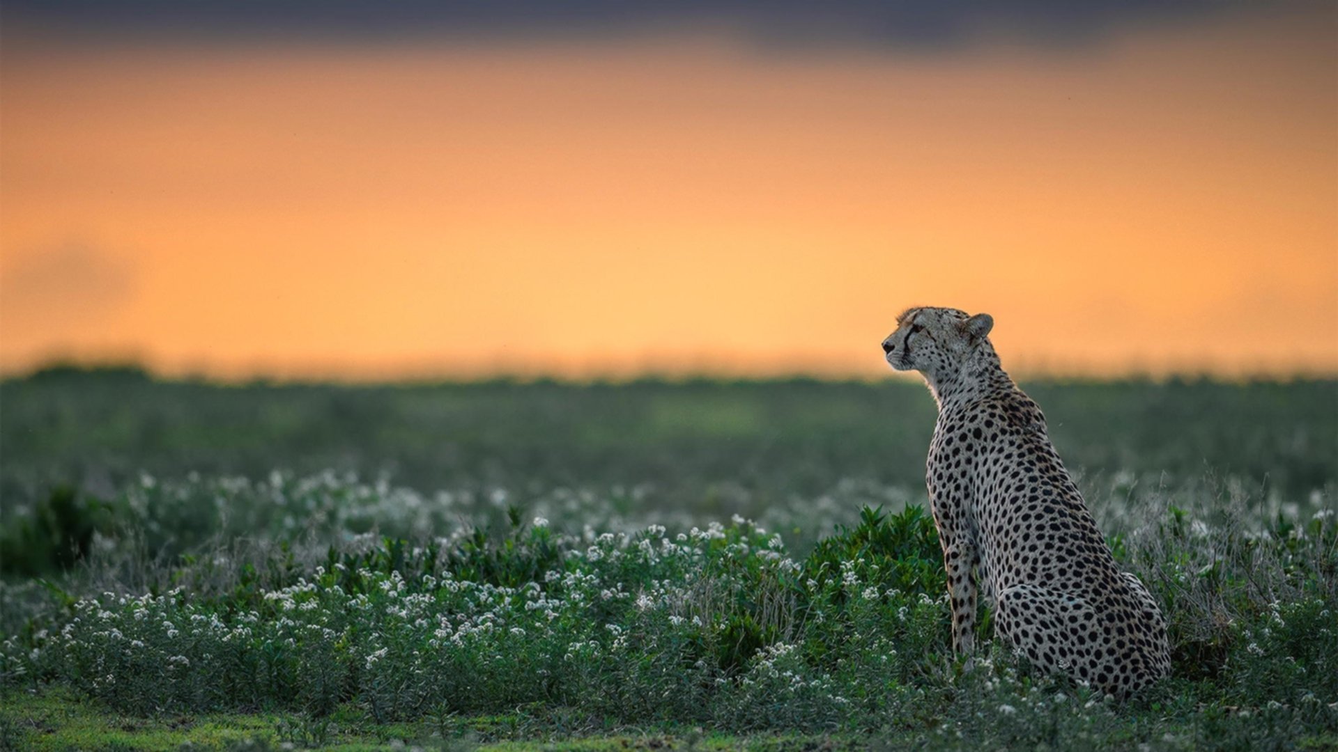 AYX GAME-决赛红牌事件成为球队转折点，红牌会停赛吗