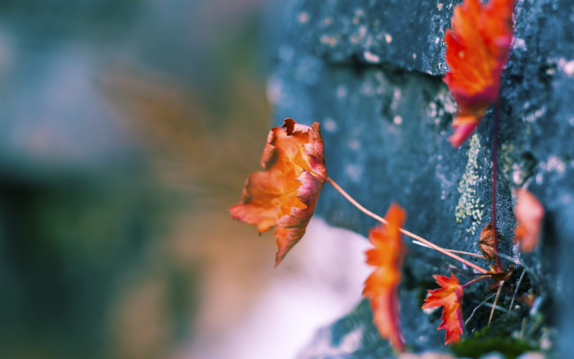 爱游戏平台-国家女篮注重对手研究提升比赛适应性，国家队女篮要求