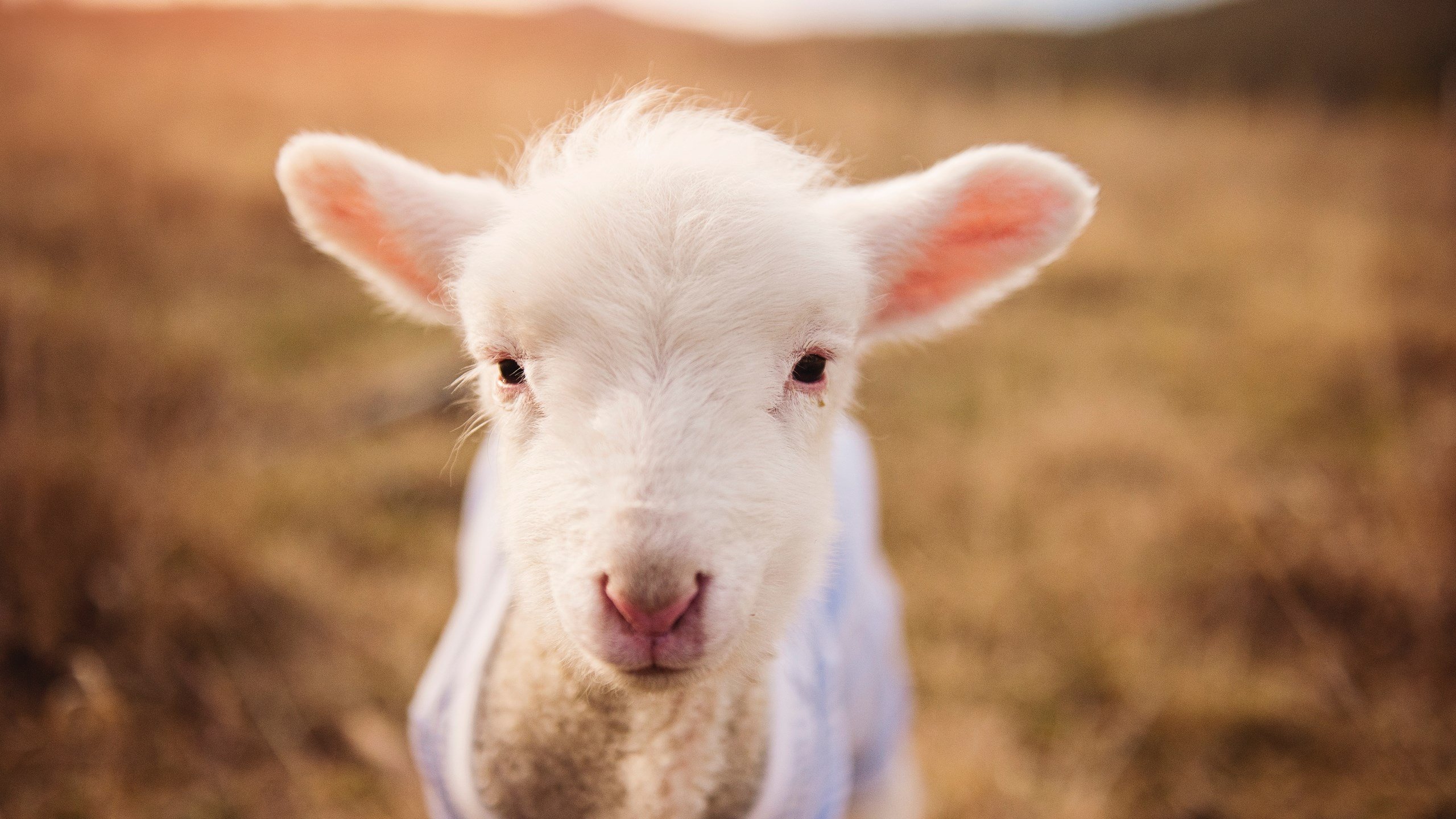 爱游戏娱乐平台-体能测试体现训练成果，体能训练测试的顺序