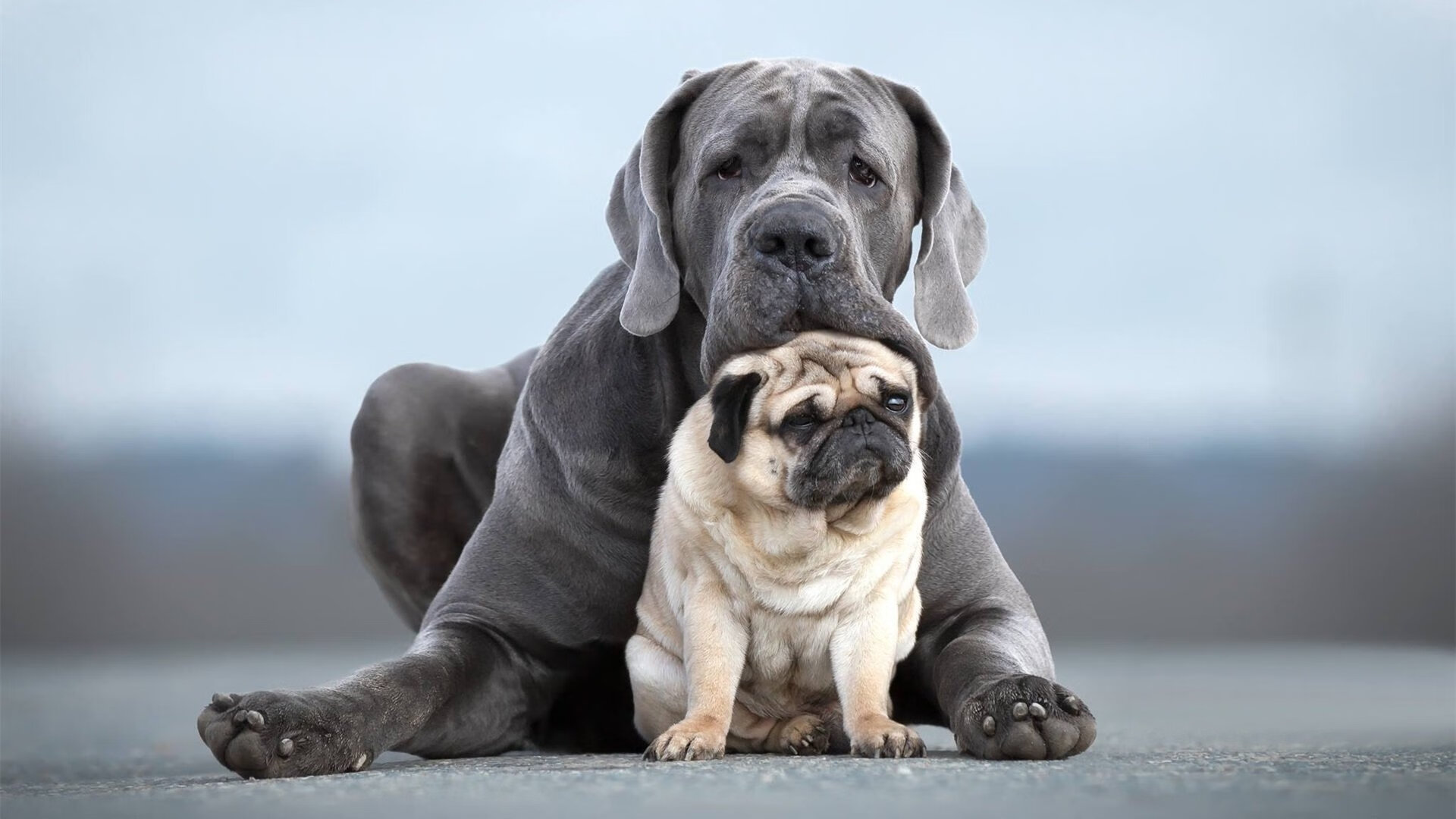 美洲篮球锦标赛中，巴西队连续获胜，冲击奥运冠军梦，美州杯巴西