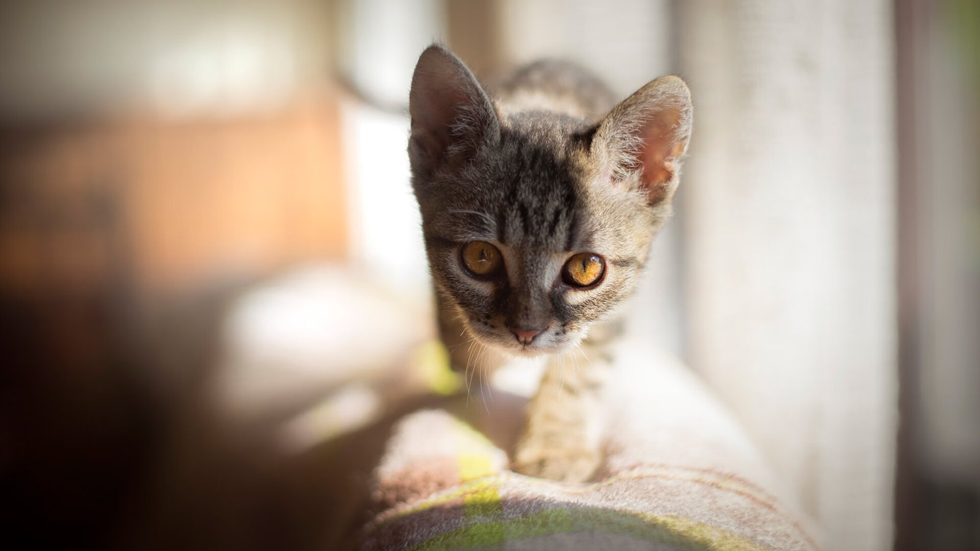 自由泳冲刺摩纳哥保持领先节奏，自由泳 冲刺