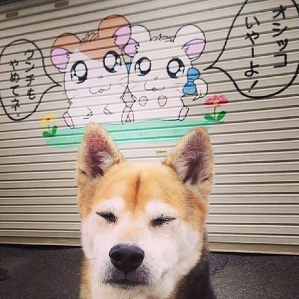 爱游戏电竞官网-跳水实力延续历届水准稳定输出，跳水历史记录